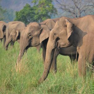 Family of elephants