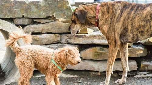 Dog standing on rock