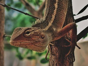 Close-up of lizard