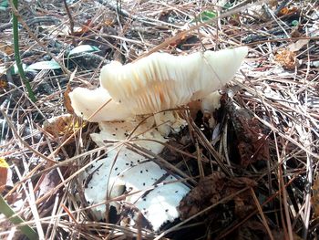 Close-up of mushroom growing on field