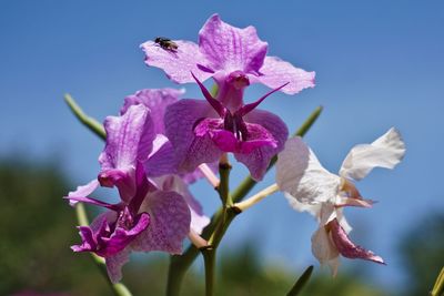 Close-up of pink flowering plant