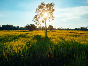 Scenic view of field against sky