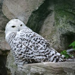 Close-up portrait of owl perching on rock