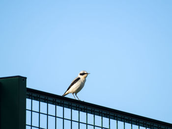 Low angle view of bird perching on railing against clear blue sky