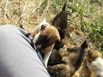 High angle view of a dog on field