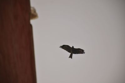 Low angle view of eagle flying against clear sky