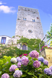 Low angle view of pink flowering plant against building