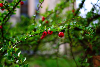 Close-up of red berries on branch