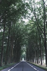 Road amidst trees