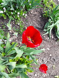 Close-up of red rose flower