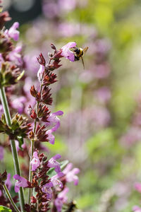 Close-up of bee pollinating on pink flower