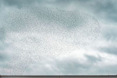 Low angle view of birds flying in sky
