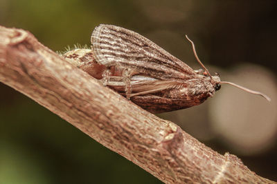 Close-up of butterfly on leaf