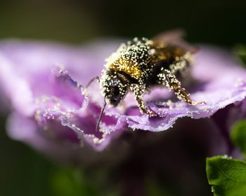 Close-up of insect on purple flowering plant