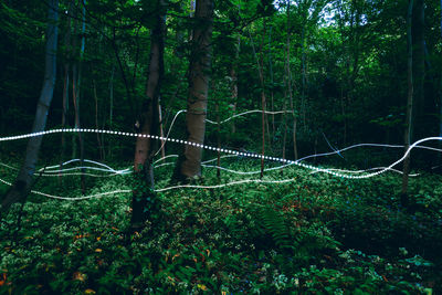 Light trails in a green forest clearing in the evening