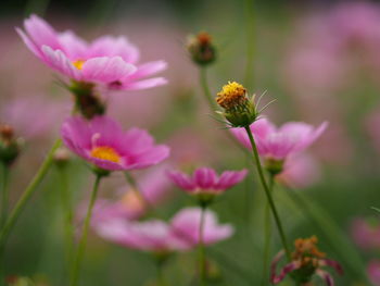 Close-up of pink flowers