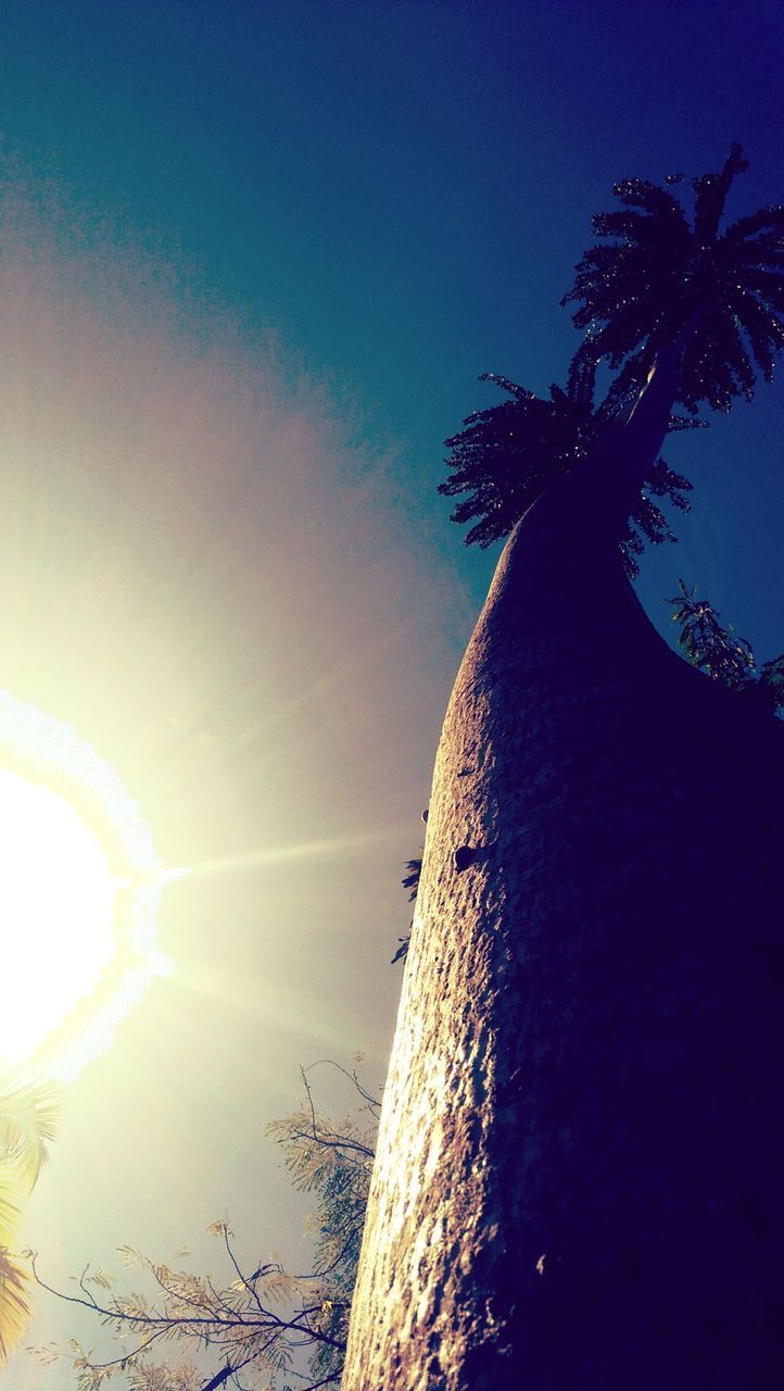 low angle view, palm tree, no people, nature, tree, outdoors, sky, day, sunlight, clear sky, beauty in nature, scenics, growth