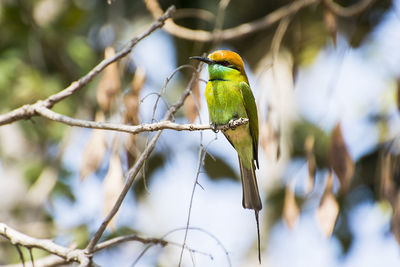 Bird perching on a branch