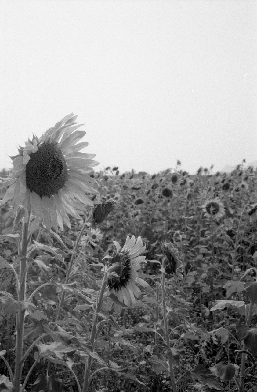 plant, black and white, flower, growth, monochrome photography, flowering plant, monochrome, nature, beauty in nature, fragility, freshness, flower head, field, land, black, inflorescence, no people, sky, day, white, close-up, petal, tranquility, outdoors, sunflower, clear sky, grass, environment