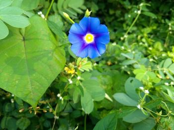 Close-up of flowers blooming outdoors