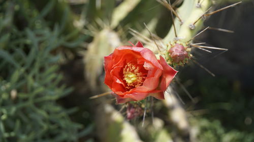 Close-up of red flowers