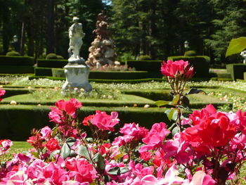 Close-up of pink flowering plants