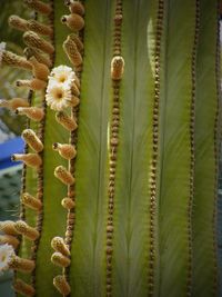 Close-up of succulent plant