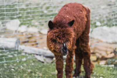 View of an animal drinking on land