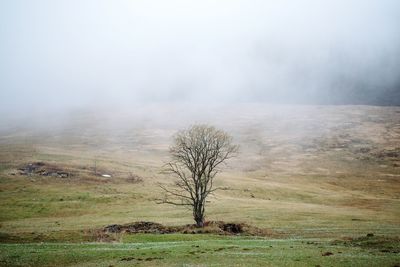 Bare tree on field against sky