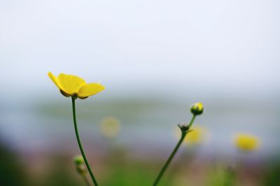 Close-up of yellow flowering plant on field