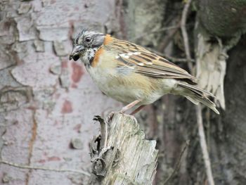 Close-up of bird perching on tree trunk