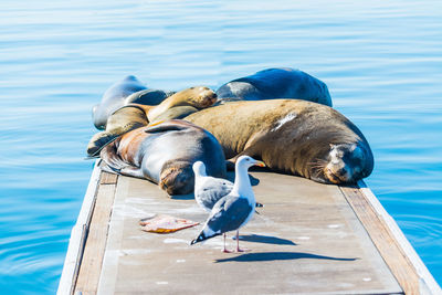 High angle view of birds perching on pier