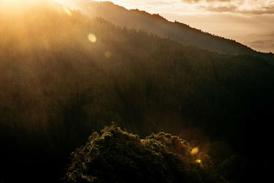 Scenic view of forest against sky during sunset