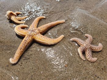 High angle view of starfish on beach