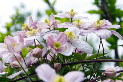 Close-up of cherry blossoms