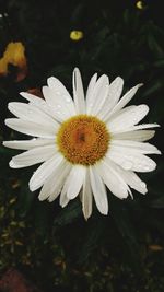 Close-up of white flower blooming outdoors