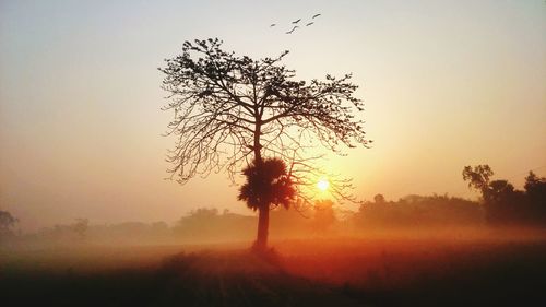 Silhouette trees on land against sky during sunset