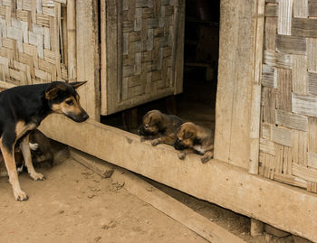 Cat relaxing in a front of a dog