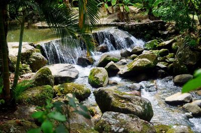 Scenic view of waterfall in forest