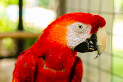 Close-up of parrot