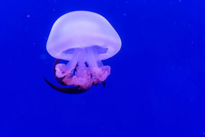 Close-up of jellyfish against blue background