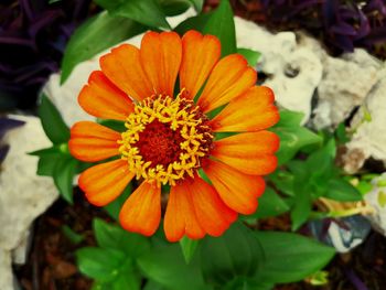 Close-up of orange flower blooming outdoors