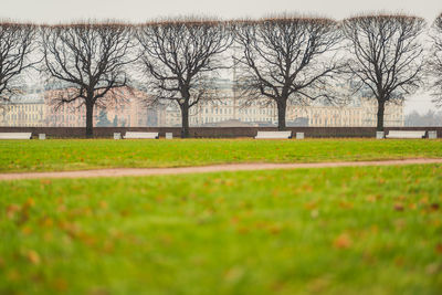 Surface level of bare trees in park