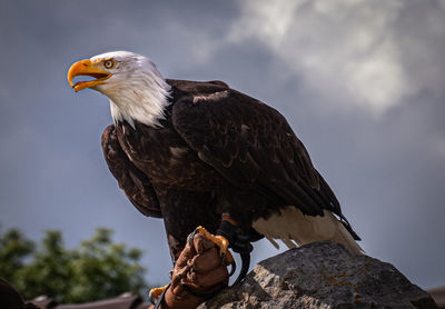 Low angle view of eagle