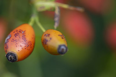 Close-up of ladybug on plant