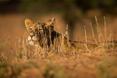 Lion in grass