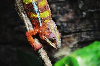 Close-up of a lizard on a tree