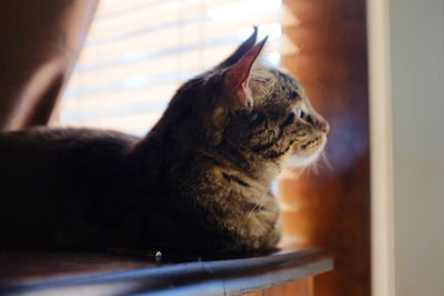 Close-up of a cat looking away