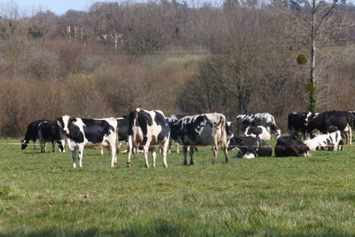 Cows grazing in field