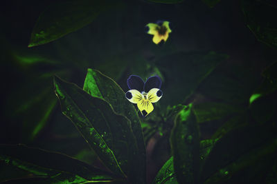 Close-up of flowering plant